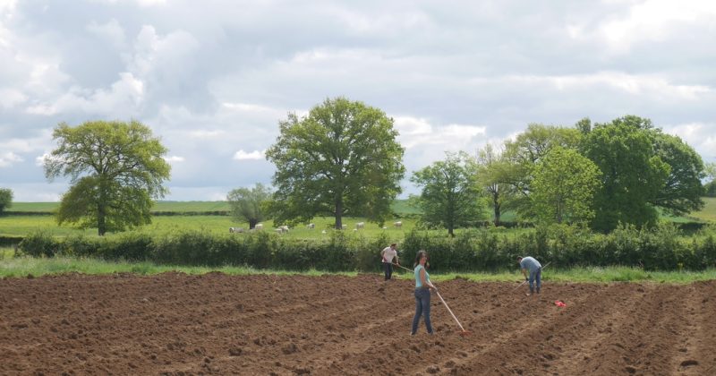 un petit point de mai et la plantation des patates!